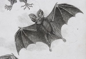 Bat, Engraved by Milton by Sydenham Teast Edwards